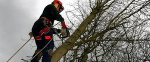 Tree climbing