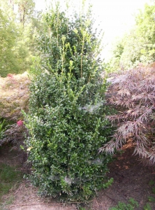 Buxus Sempervirens