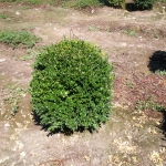 Buxus Sempervirens a palla