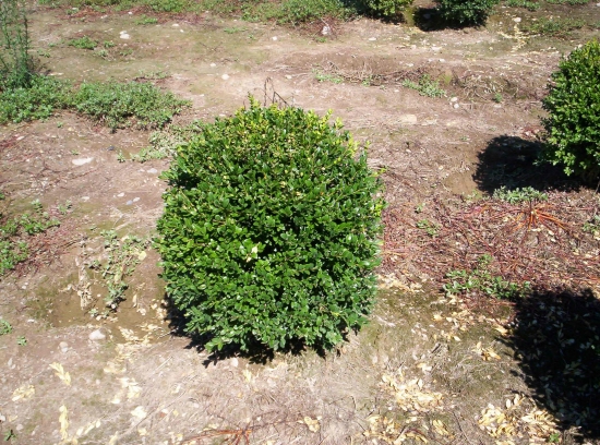 Buxus Sempervirens a palla