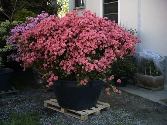 Esemplare Azalea Japonica