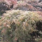 Acer Dissectum Atroporpureum