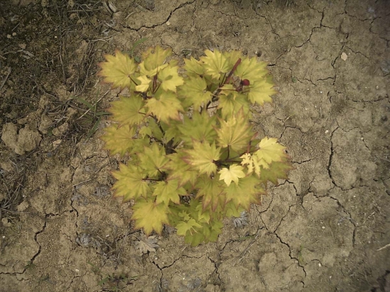 Acer Japonicum Shyrasawanum