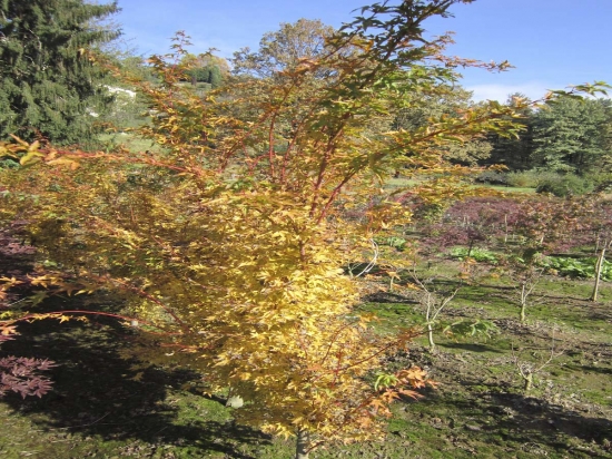 Acer Palmatum Corallinum