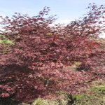 Acer Palmatum FG1