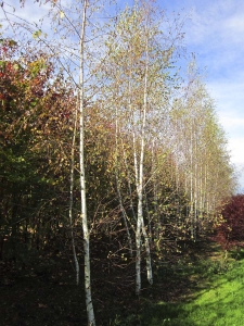 Betula Alba