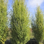 Carpinus Betulus Fastigiata