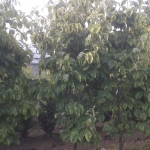 Cornus Florida Rainbow