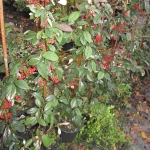 Cotoneaster Lacteus