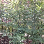 Fagus Sylvatica