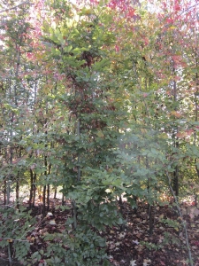 Fagus Sylvatica