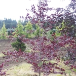 Fagus Tricolor