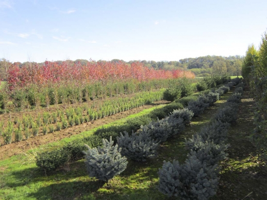 Coltivazione in campo