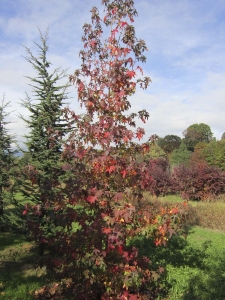 Liquidambar Styraciflua