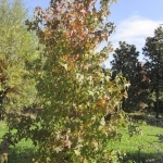 Liquidambar Styraciflua