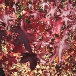 Liquidambar Styraciflua