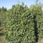 Osmanthus Armatus