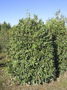 Osmanthus Armatus