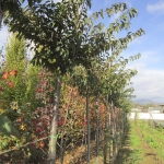 Prunus Subhirtella Autumnalis