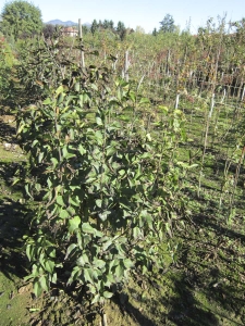 Syringa Vulgaris