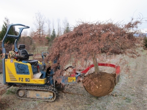 zollatura Acer Dissectum Garnet lama 90