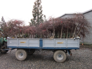 Trasporto Acer Dissectum