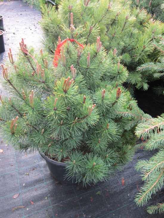 Pinus Mughus